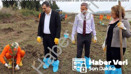 Dalaman Açık Cezaevi Arazisi Sakız Ağaçlarıyla Ekonomiye Kazandırılıyor