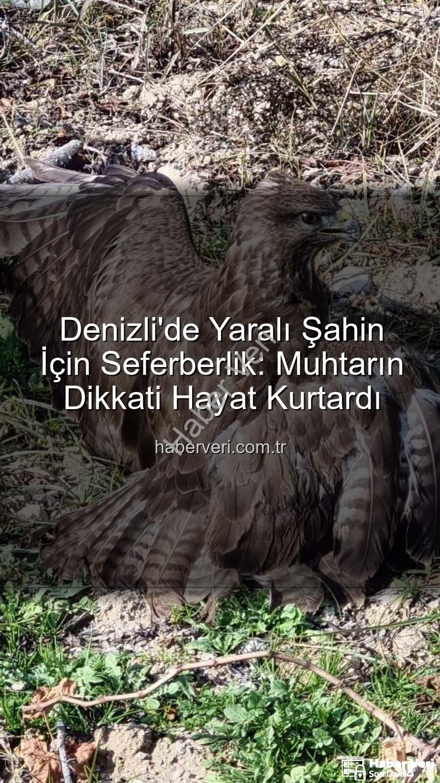 Denizli'de yaralı şahin - Denizli'de Yaralı Şahin İçin Seferberlik: Muhtarın Dikkati Hayat Kurtardı