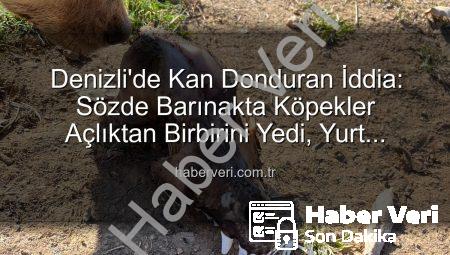 Denizli’de Kan Donduran İddia: Sözde Barınakta Köpekler Açlıktan Birbirini Yedi, Yurt Dışından Bağışlar İstismar Edildi
