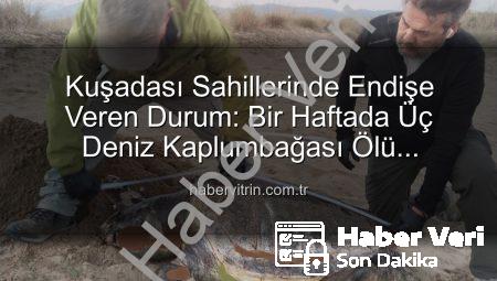 Kuşadası Sahillerinde Endişe Veren Vaka: Bir Haftada 3 Deniz Kaplumbağası Ölü Bulundu