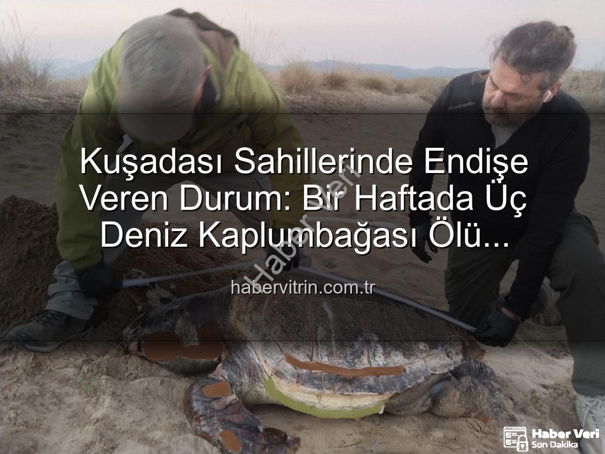 deniz kaplumbağası ölümleri - Kuşadası Sahillerinde Endişe Veren Vaka: Bir Haftada 3 Deniz Kaplumbağası Ölü Bulundu