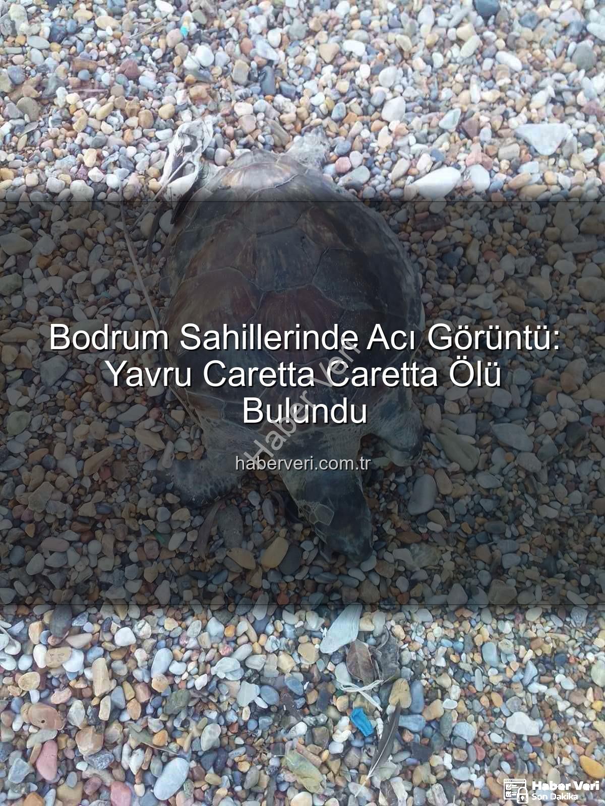 caretta caretta - Bodrum Sahillerinde Acı Görüntü: Yavru Caretta Caretta Ölü Bulundu