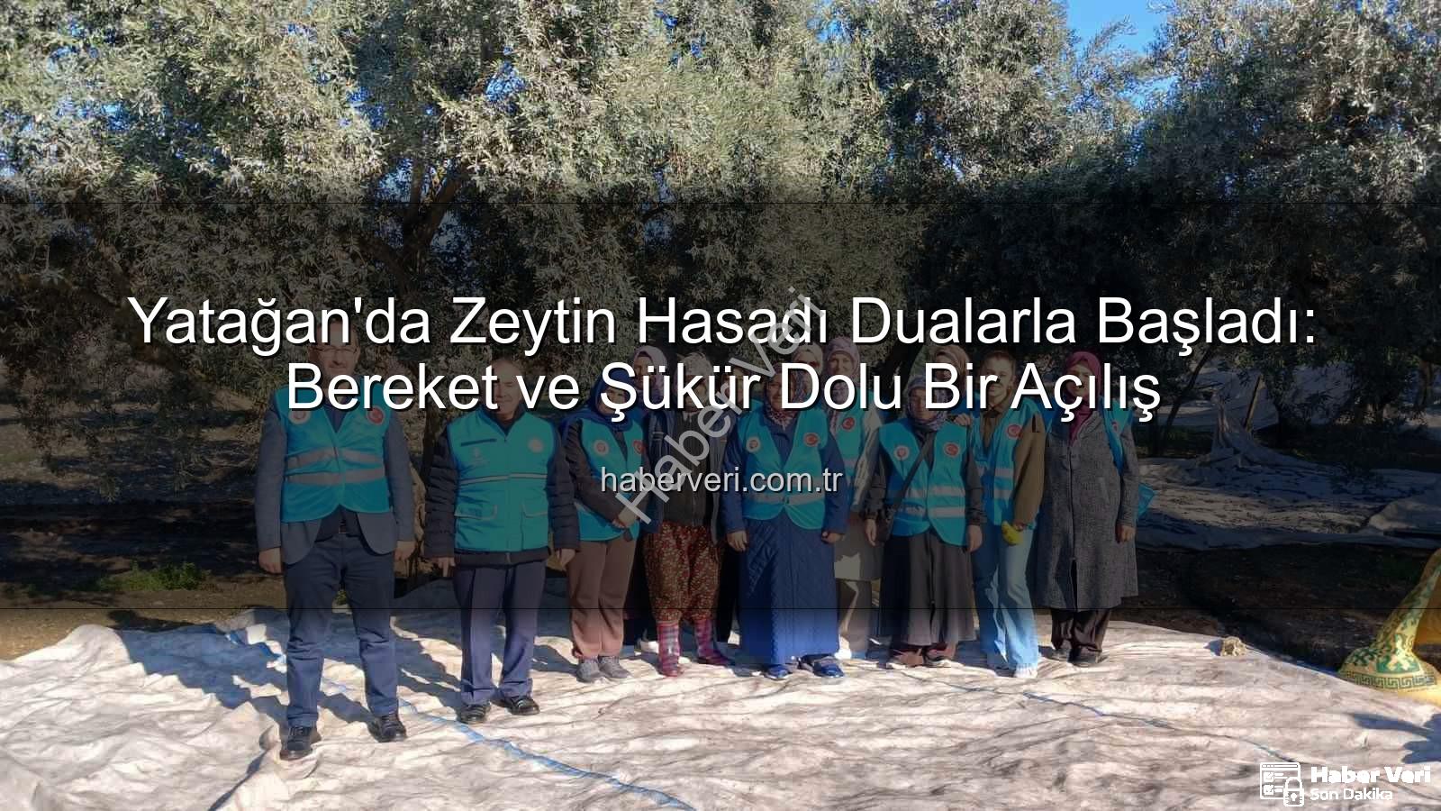 Yatağan zeytin hasadı - Yatağan'da Zeytin Hasadı Dualarla Başladı: Bereket ve Şükür Dolu Bir Açılış