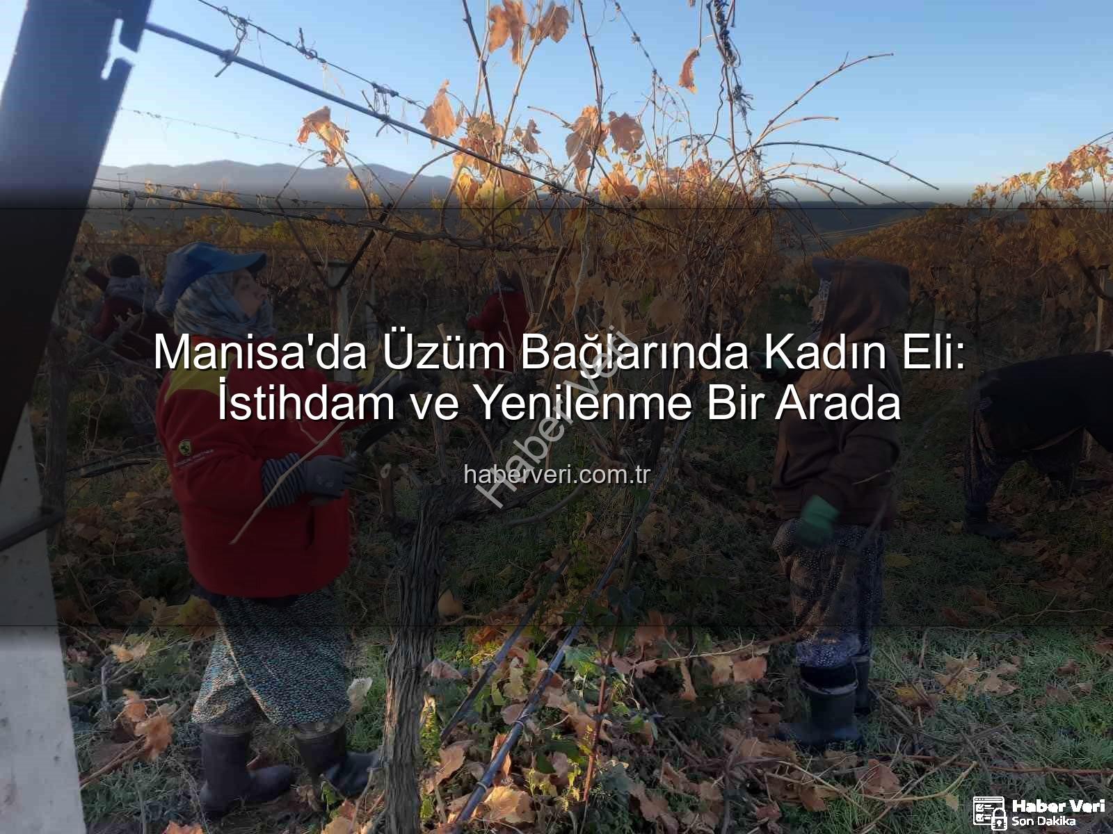kadın istihdamı - Manisa'da Üzüm Bağlarında Kadın Eli: İstihdam ve Yenilenme Bir Arada