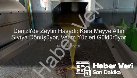 Denizli’de Zeytin Hasadı: Kara Meyve Altın Sıvıya Dönüşüyor, Verim Yüzleri Güldürüyor