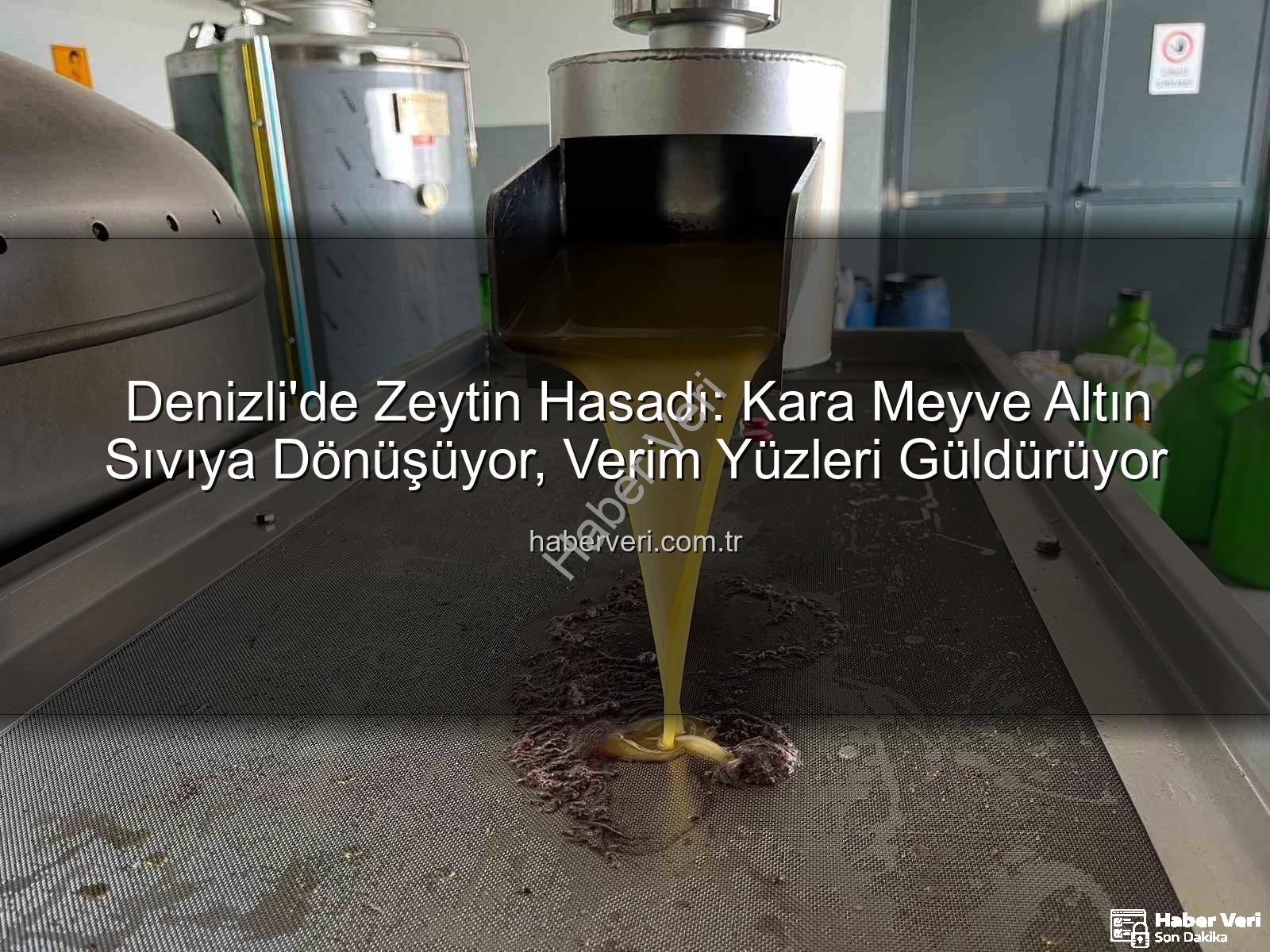 zeytin hasadı - Denizli'de Zeytin Hasadı: Kara Meyve Altın Sıvıya Dönüşüyor, Verim Yüzleri Güldürüyor