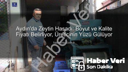 Aydın’da Zeytin Hasadı: Boyut ve Kalite Fiyatı Belirliyor, Üreticinin Yüzü Gülüyor