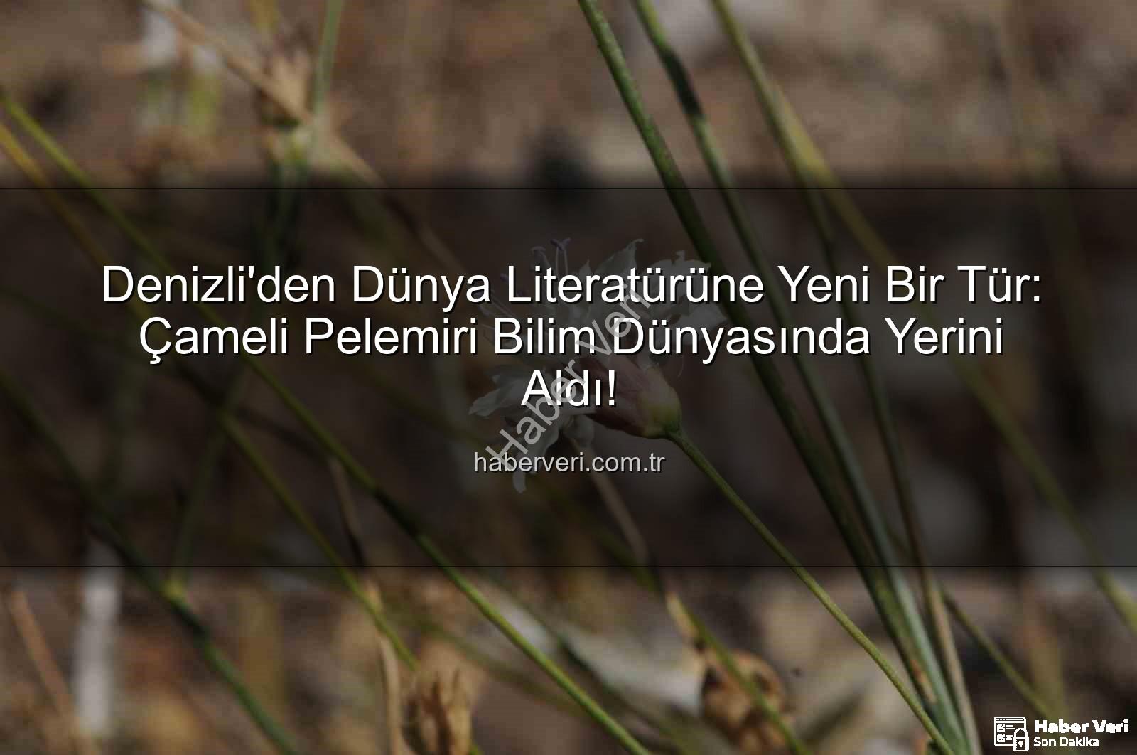 Çameli pelemiri - Denizli'den Dünya Literatürüne Yeni Bir Tür: Çameli Pelemiri Bilim Dünyasında Yerini Aldı!