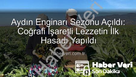 Aydın Enginarı Sezonu Açıldı: Coğrafi İşaretli Lezzetin İlk Hasadı Yapıldı