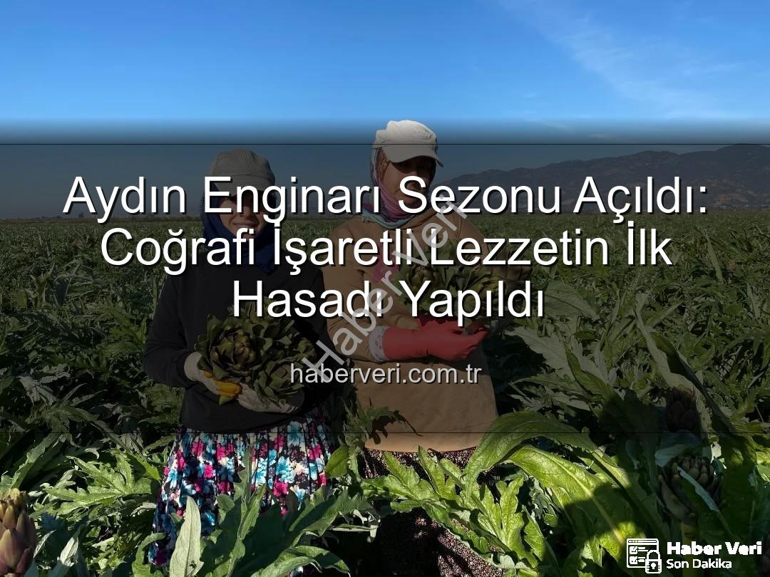 Aydın Enginarı - Aydın Enginarı Sezonu Açıldı: Coğrafi İşaretli Lezzetin İlk Hasadı Yapıldı